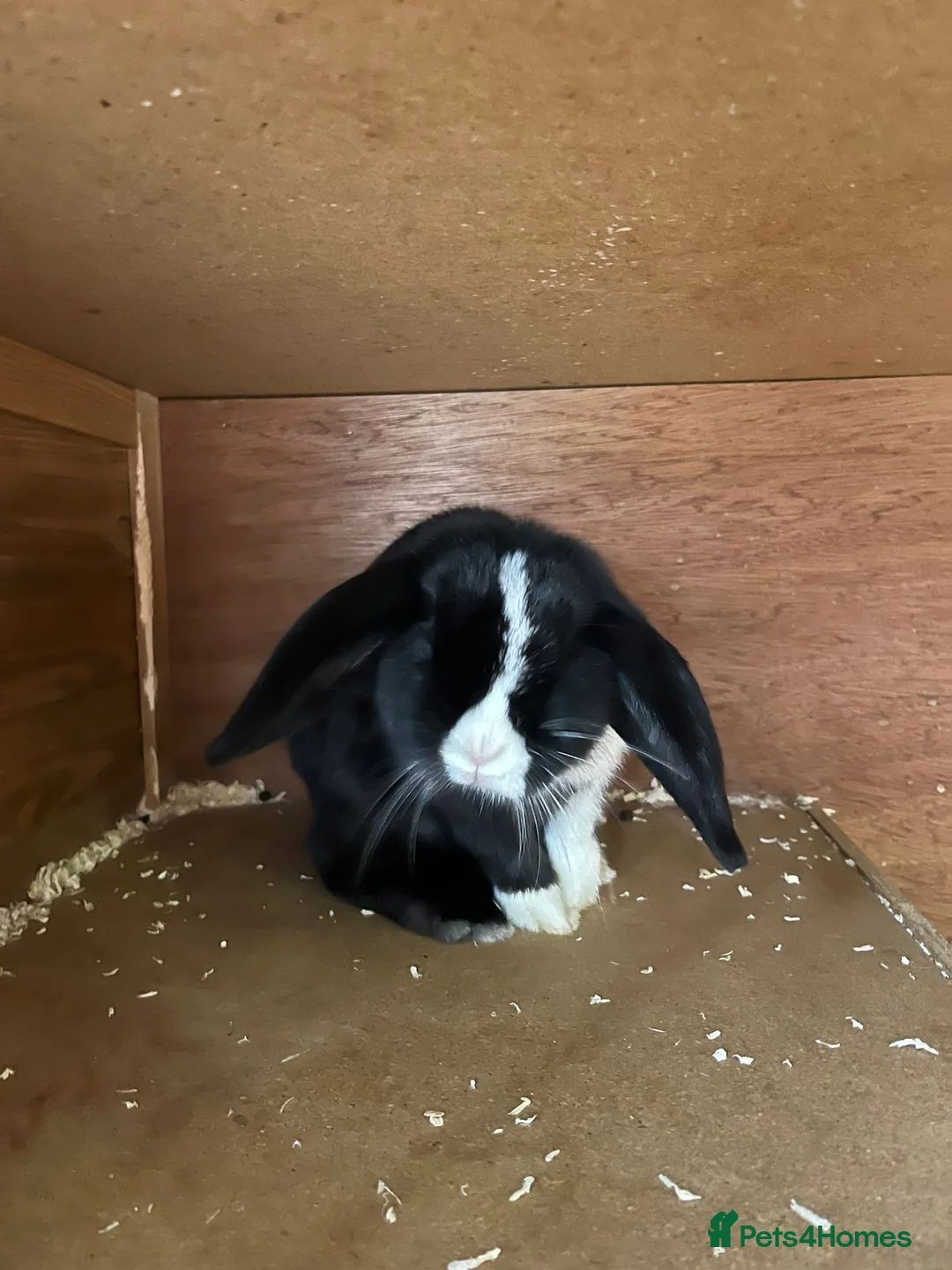 Mini Lop rabbits for sale: 1 mini lop and 1 lop eared rabbit with hutch  - Advert 4