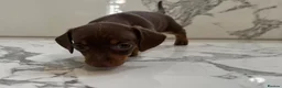 Miniature Dachshund dogs for sale: KC miniature dachshunds - Tiny. Sunning! - Advert 8