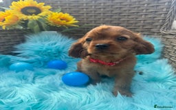 Cavalier King Charles Spaniel dogs for sale: Kc registered Ruby red King Charles spaniels - Image 9
