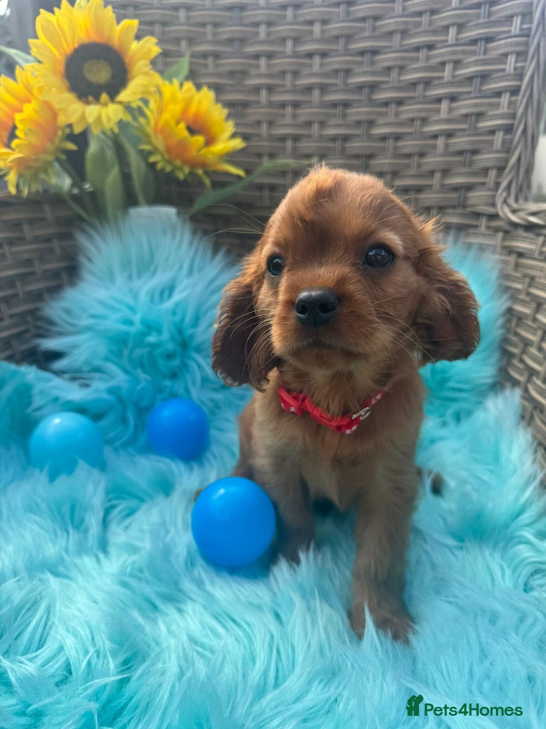 Cavalier King Charles Spaniel dogs for sale: Kc registered Ruby red King Charles spaniels - Image 9