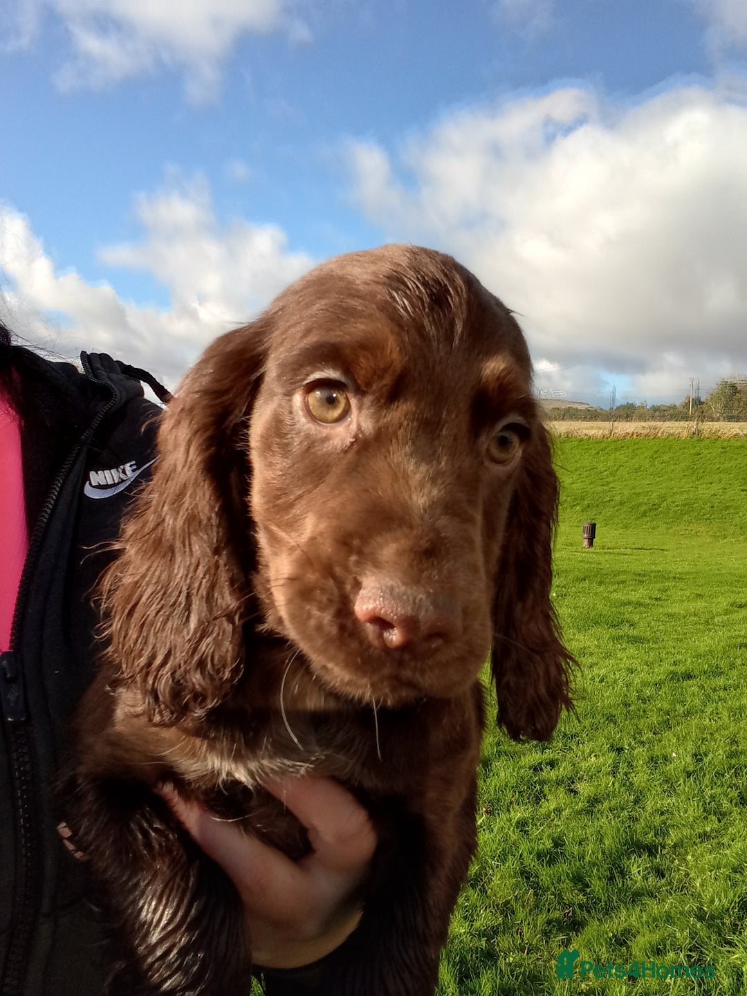 Cocker Spaniel dogs for sale: Working cocker spaniel pups - Image 2