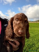 Cocker Spaniel dogs - Advert 12