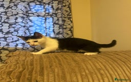 Mixed Breed cats for sale: Two beautiful kittens - Image 4