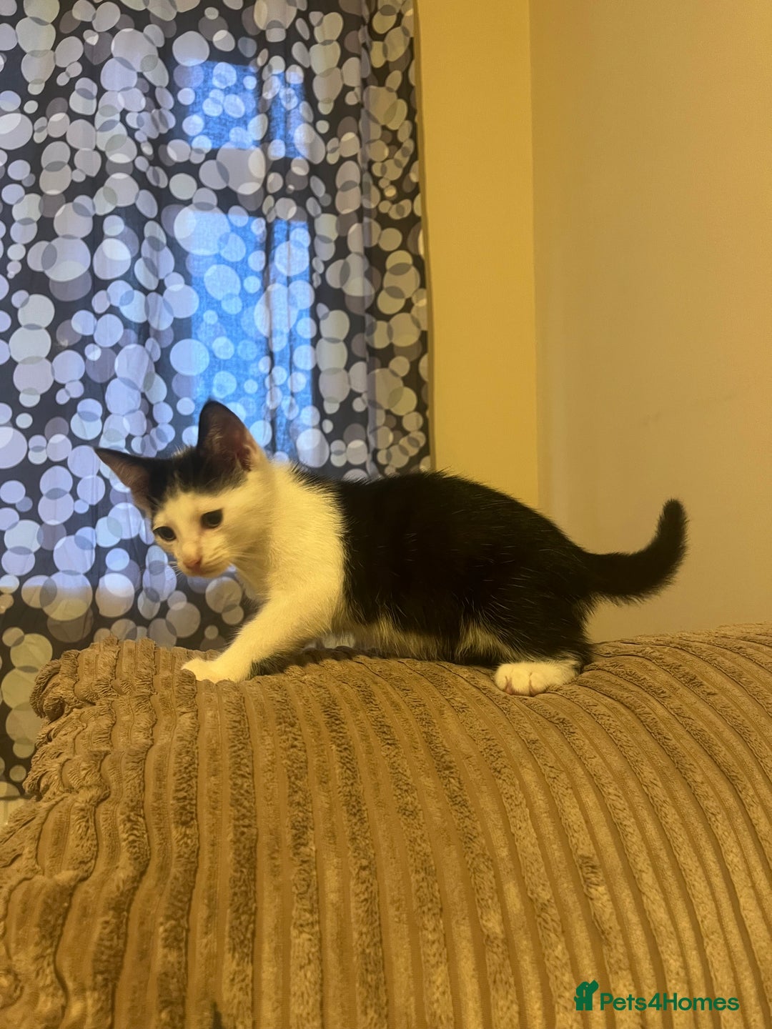 Mixed Breed cats for sale: Two beautiful kittens - Image 4