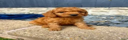 Cockapoo dogs for sale: Beautiful F2 cockapoo  - Advert 6