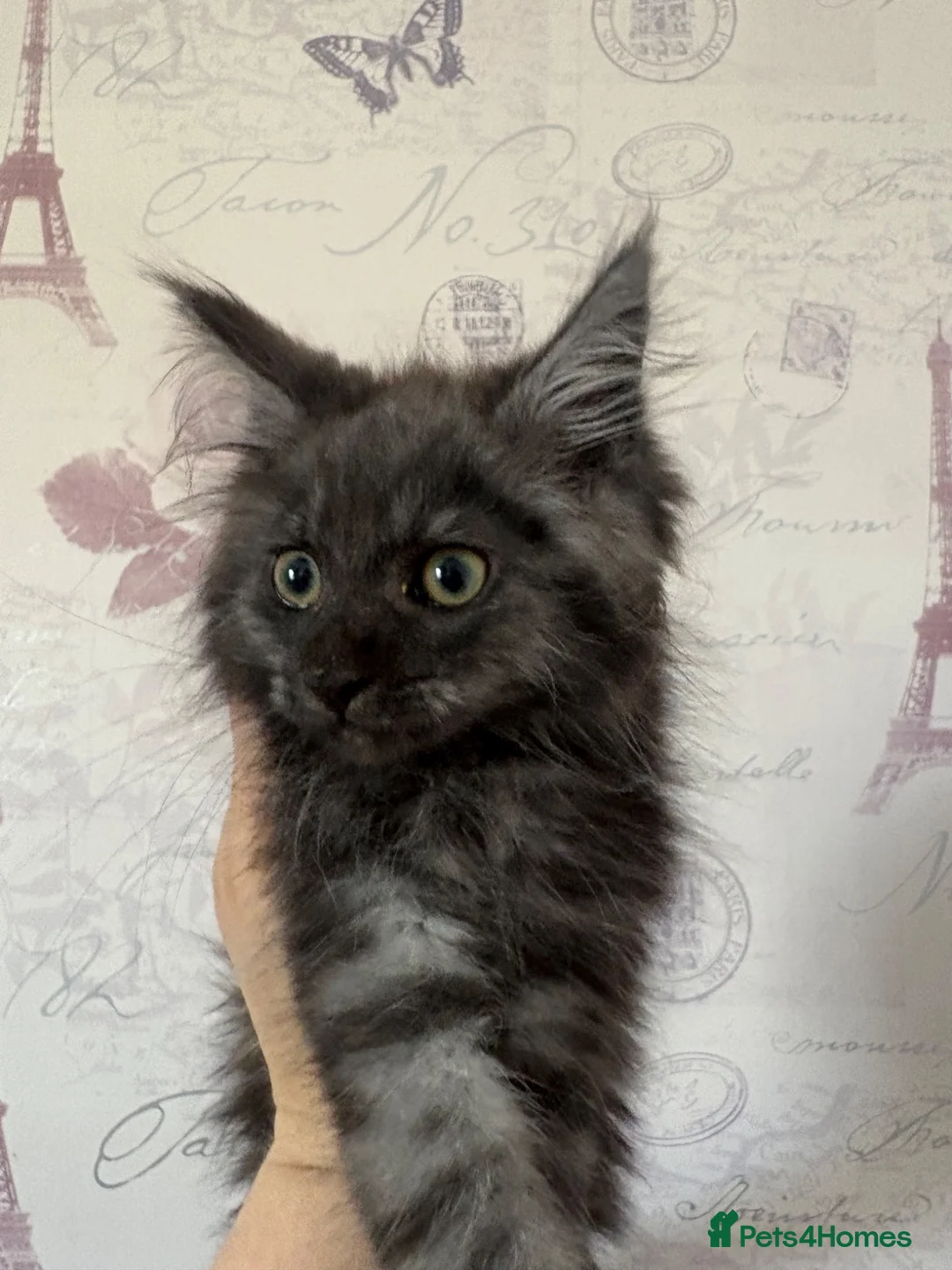 Maine Coon cats for sale: Mainecoon Kittens - Advert 11