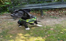 Mixed Breed dogs for sale: Cane corso x Rottweiler  - Image 1