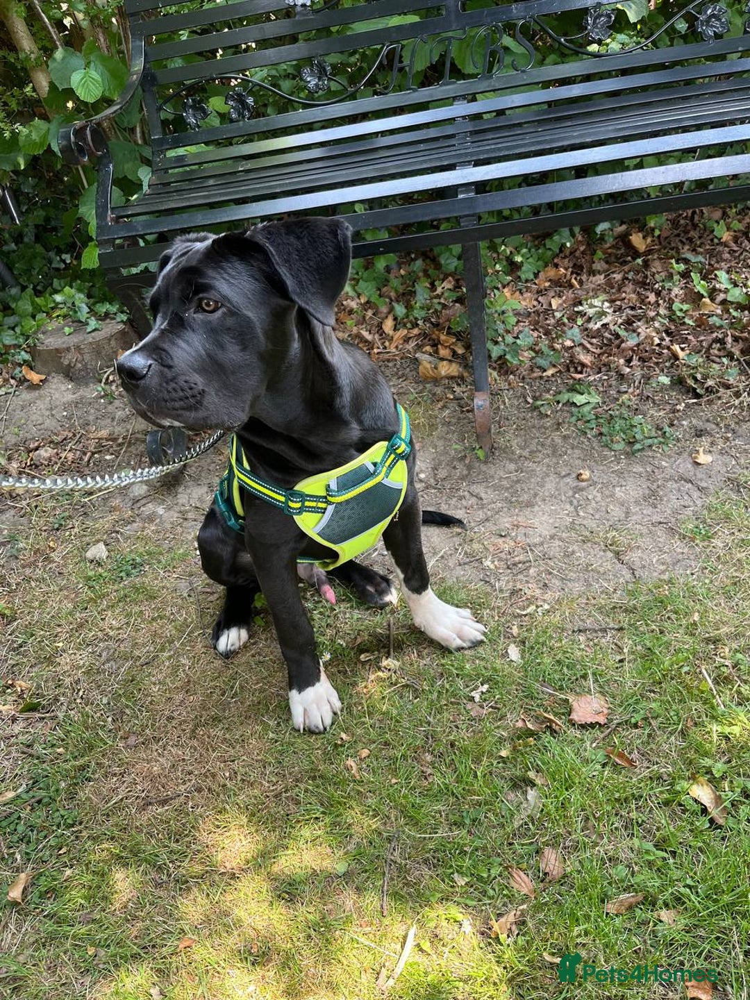 Mixed Breed dogs for sale: Cane corso x Rottweiler  - Image 1