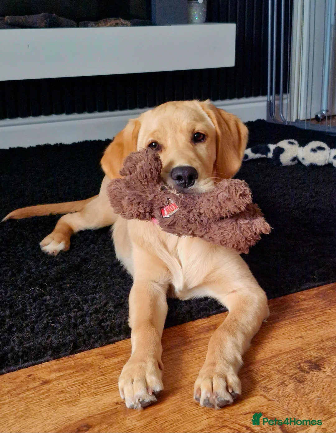 Goldador dogs for sale: 11Month old Goldador Girl - Advert 5