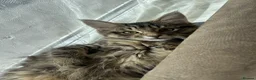 Mixed Breed cats for sale: European beautiful little girl - Advert 11