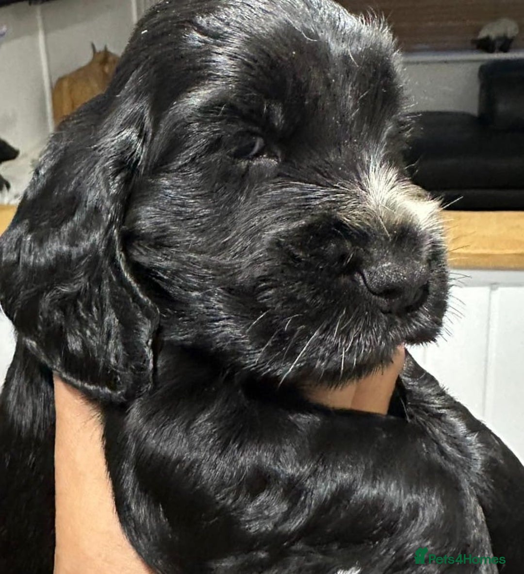 Cocker Spaniel dogs for sale: Pedigree Show Cocker Spaniel - Image 4