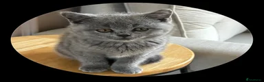 British Shorthair Kitten 1