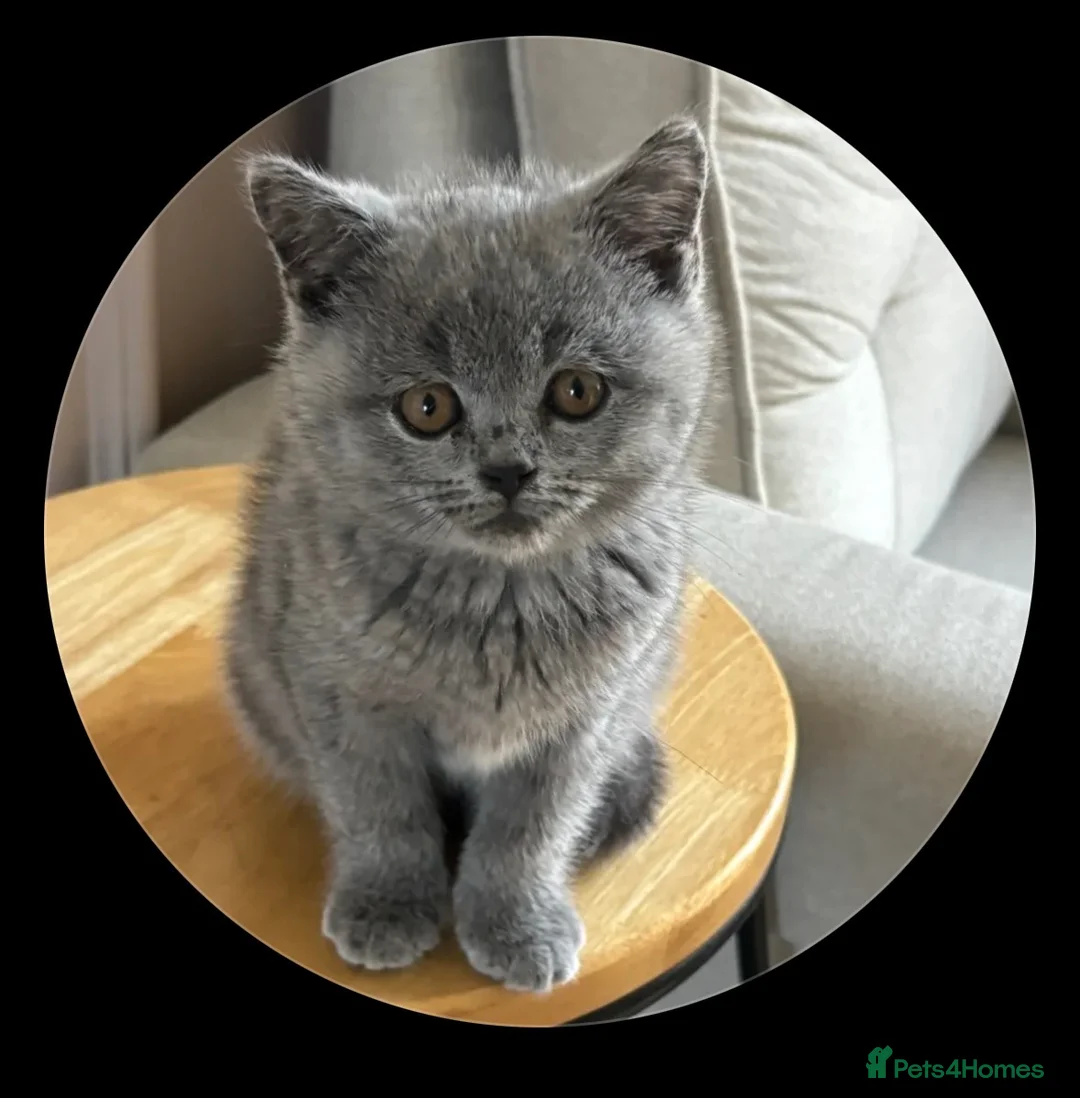 British Shorthair cats for sale: British Shorthair kitten male  - Advert 7