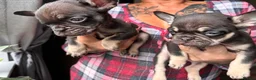 French Bulldog dogs for sale: Ready to go French bulldog pups - Advert 9