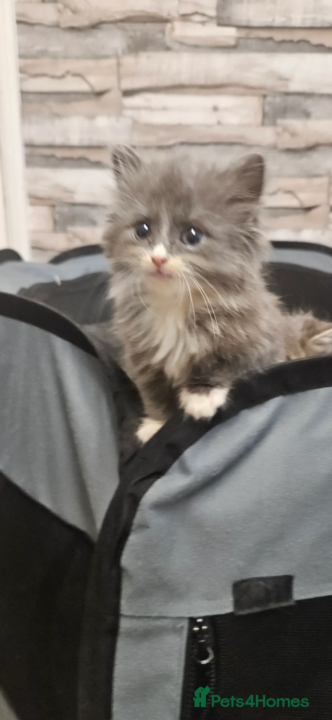 Mixed Breed cats for sale: Munchkin Kittens ready for their forever home - Advert 14