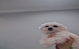 Maltese dogs for sale: Pure Maltese puppies ❤️❤️💙 - Image 12