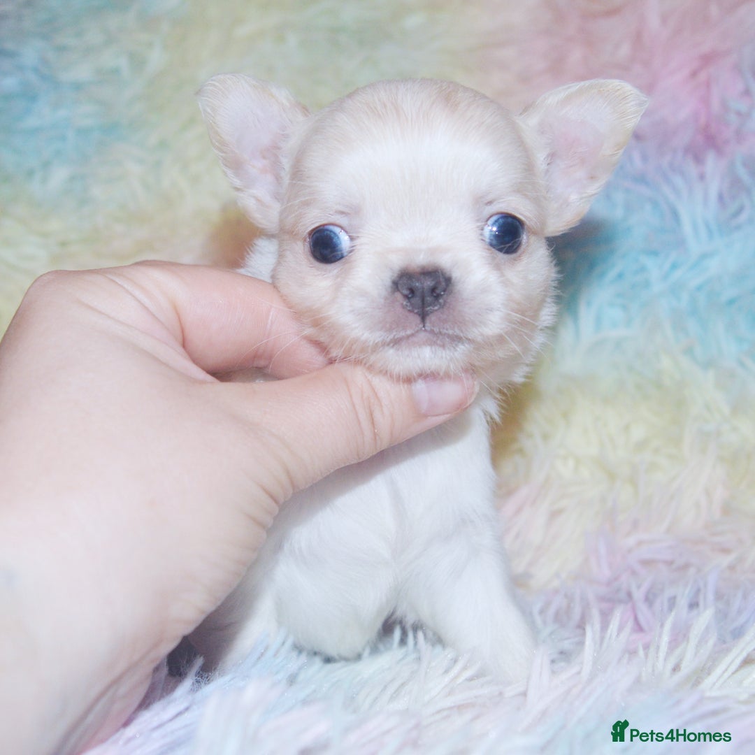 Chihuahua dogs for sale: KC REG HEALTH TESTED CHIHUAHUA BABIES - Image 4