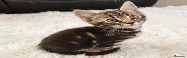 Mixed Breed Kitten 1 girls 