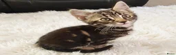Mixed Breed cats for sale: Stunning Bengal Mix Kitten 1 girl. - Advert 2