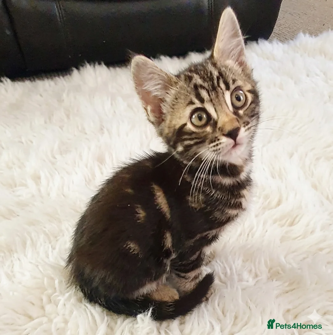 Mixed Breed cats for sale: Stunning Bengal Mix Kitten 1 girl. - Advert 2