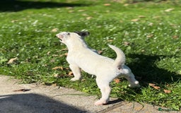 Jack Russell dogs for sale: Traditional MALE Jack Russell  - Image 7