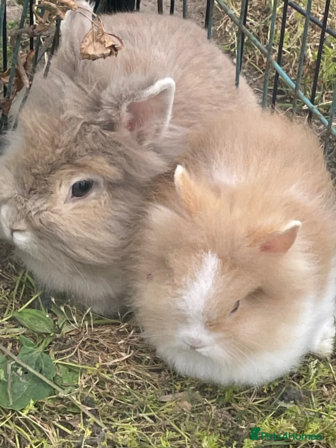 Lionhead rabbits for sale: Pure Lionhead bunnies  - Advert 8