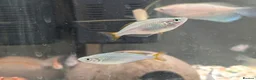 Other/Mixed Breed fish for sale: Various fish for sale  in Northolt - Advert 4