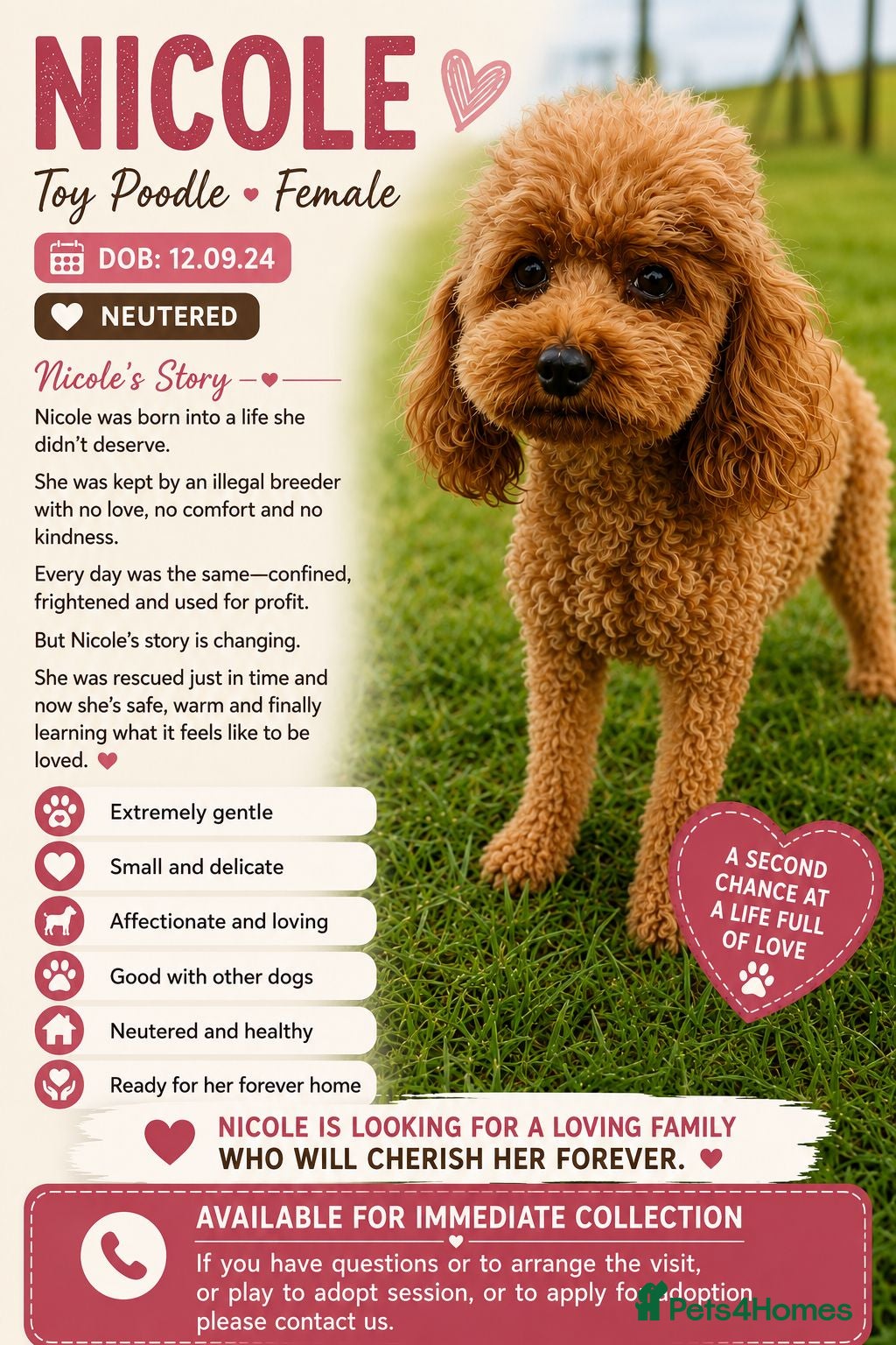 Miniature Poodle dogs Nicole – Female Toy Poodle - Advert 2