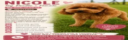 Miniature Poodle dogs for adoption: Nicole – Female Toy Poodle - Advert 2