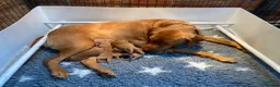 Labrador Retriever dogs for sale: Exquisite Fox Red KC Labrador Puppies  - Advert 3