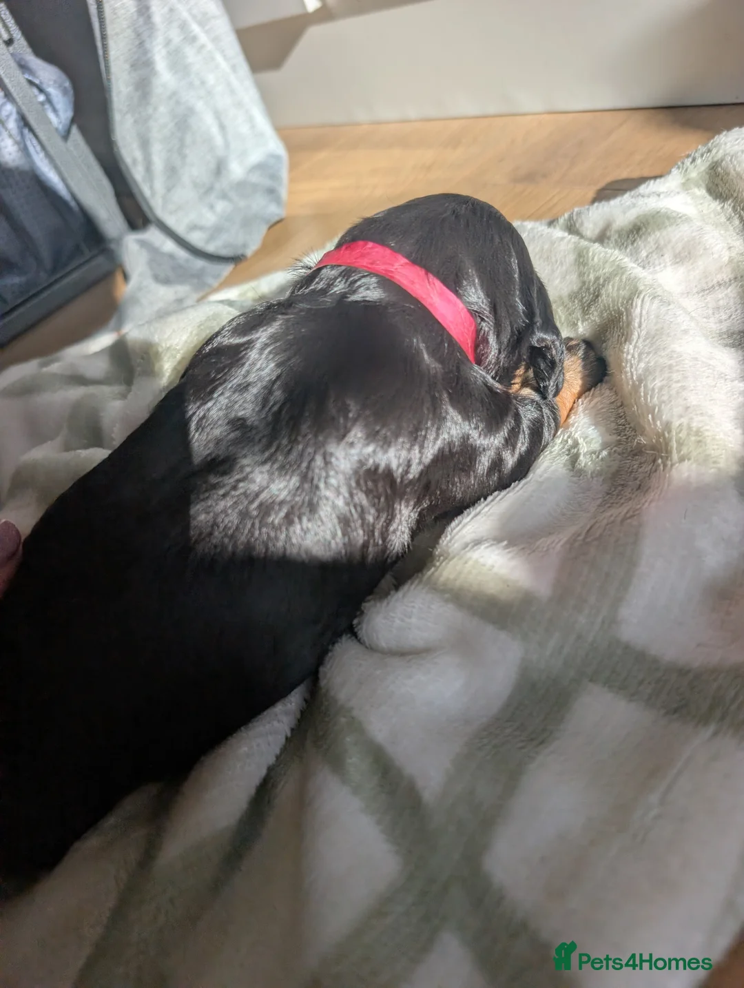 Cockapoo dogs for sale: Beautiful little of 5 Cockerpoos - Advert 19