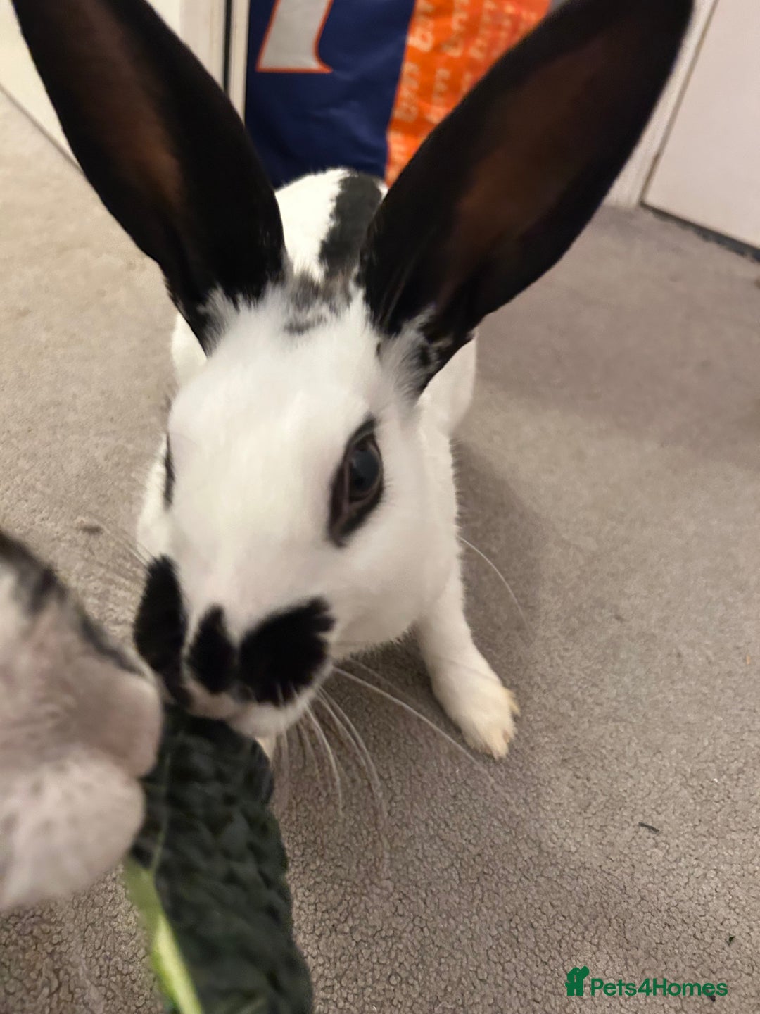 Mixed Breed rabbits for sale: Paired Rabbits for sale - Advert 14