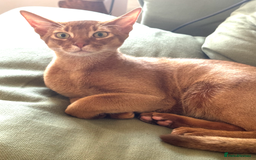Abyssinian cats for sale: Sorrel Abyssinian, GCCF Reg, Champion Line - Image 9