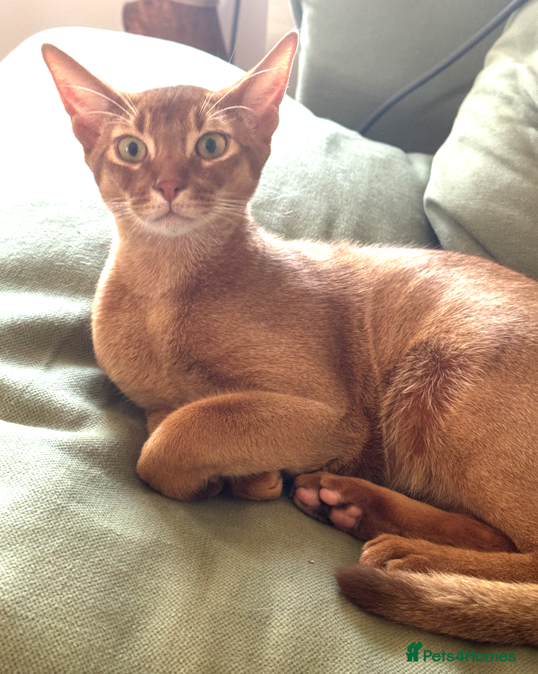 Abyssinian cats for sale: Sorrel Abyssinian, GCCF Reg, Champion Line - Image 9