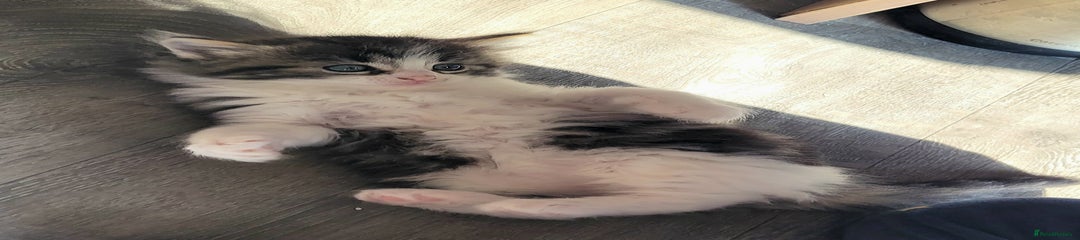 Ragdoll Kitten 5
