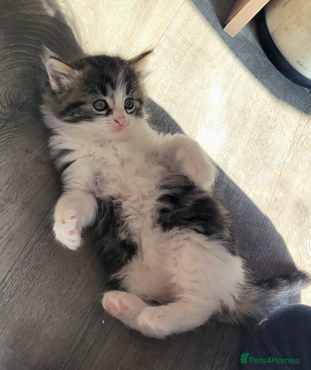 Ragdoll cats for sale: Adorable mixed Norwegian/Ragdoll left  in Dundee - Image 21