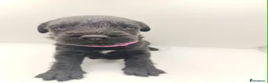 Schnoodle 7