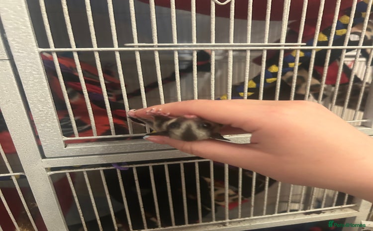 Sugar Glider rodents in London - Advert 4