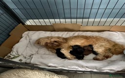 Shihpoo dogs for sale: Shihpoo puppies for sales - Image 9