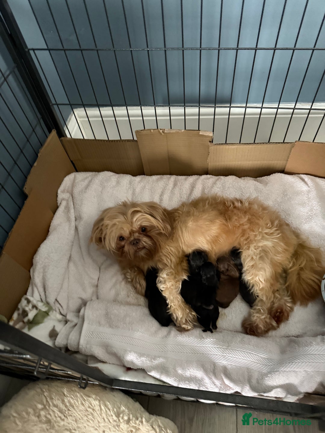 Shihpoo dogs for sale: Shihpoo puppies for sales - Image 9