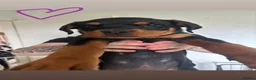 Rottweiler dogs for sale: READY TO GO! Rottweiler pups  - Advert 8