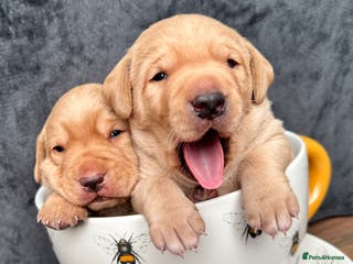 Labrador Retriever dogs Fox Red Pedigree Labrador Litter - Advert 14