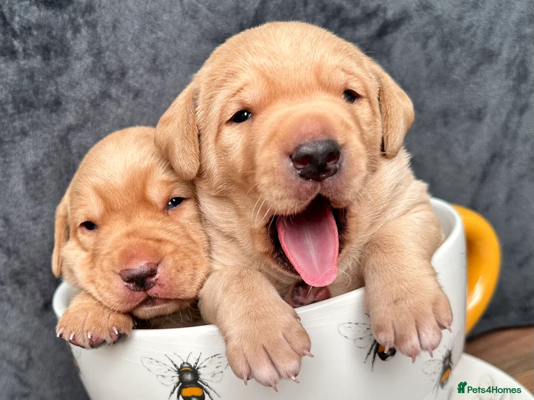 Labrador Retriever dogs for sale: Fox Red Pedigree Labrador Litter - Advert 1