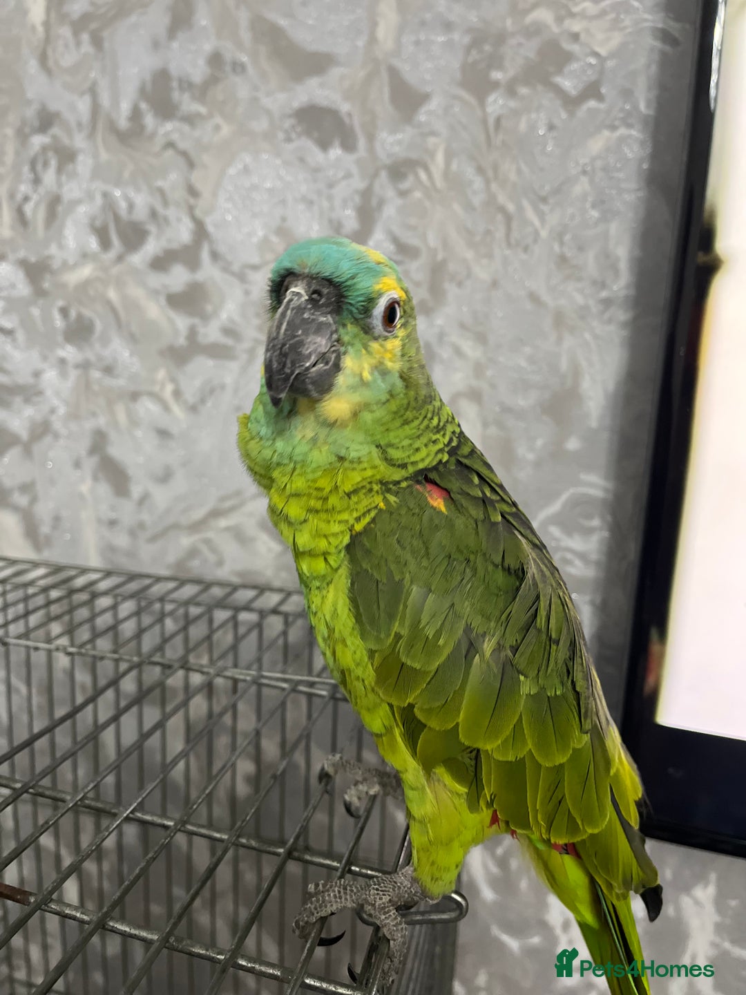 Parrots birds for sale: TAME AND TALKING FEMALE BLUE FRONT AMAZON WITH DNA - Advert 9