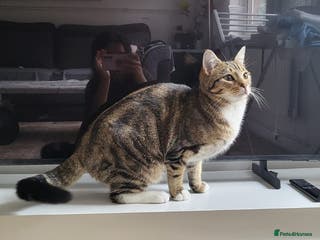 Domestic Shorthair cats Male kitty - Advert 2