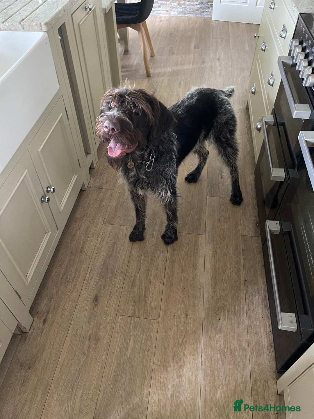 German Wirehaired Pointer dogs for sale: GWP Pups for sale field bloodlines land waterfowl  in Preston - Image 7