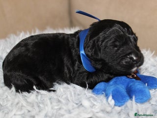 Goldendoodle dogs F1 Goldendoodle black Puppies - Advert 1