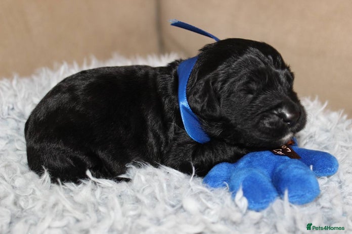 Goldendoodle dogs F1 Goldendoodle black Puppies - Advert 3