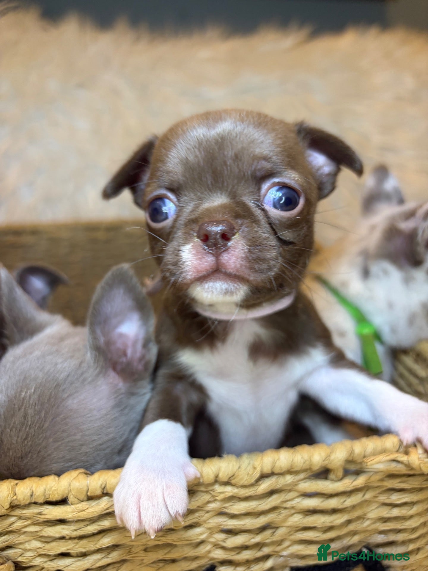 Chihuahua dogs KC REG, DNA HEALTH TESTED, TINY, VERY RARE 🐶😍 - Advert 2