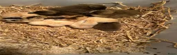 Chickens poultry for sale: Chicks and ducklings for sale  in Liverpool - Advert 6